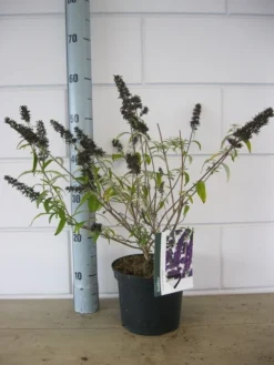 Vlinderstruik (Buddleja Davidii 'Black Knight') -Planten Verkoopwinkel buddleja black knight c3 23 10 2018 1