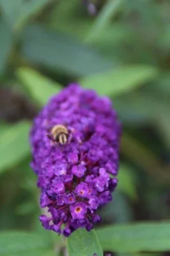 Vlinderstruik (Buddleja Davidii 'Black Knight') -Planten Verkoopwinkel buddleja davidii black knight 3 1