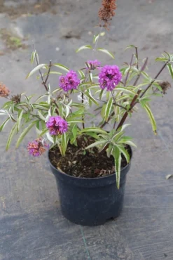 Vlinderstruik (Buddleja Davidii Petite 'Tutti Frutti') -Planten Verkoopwinkel buddleja davidii petite tutti fruitti 2 3.00 vita nova