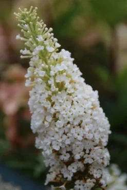 Vlinderstruik (Buddleja Davidii 'White Profusion') -Planten Verkoopwinkel buddleja davidii white profusion