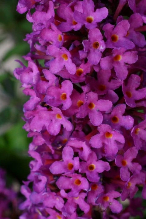 Vlinderstruik (Buddleja Davidii Petite 'Tutti Frutti') - Afbeelding 4