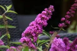 Vlinderstruik (Buddleja Davidii Petite 'Tutti Frutti') -Planten Verkoopwinkel buddleja free petite tutti fruitti podoras 13 10 1