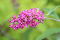 Vlinderstruik (Buddleja 'Miss Ruby') -Planten Verkoopwinkel buddleja miss ruby 2 1