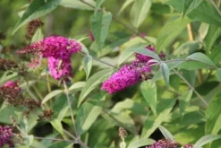 Vlinderstruik (Buddleja 'Miss Ruby') -Planten Verkoopwinkel buddleja miss ruby 7 1