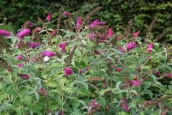 Vlinderstruik (Buddleja 'Miss Ruby') -Planten Verkoopwinkel buddleja miss ruby 8 1