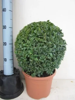 Buxusbol (Buxus Sempervirens, Bolvorm) -Planten Verkoopwinkel buxus 30 cm bol