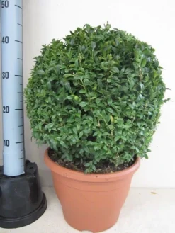Buxusbol (Buxus Sempervirens, Bolvorm) -Planten Verkoopwinkel buxus 35 cm bol