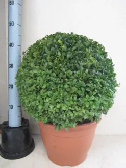 Buxusbol (Buxus Sempervirens, Bolvorm) -Planten Verkoopwinkel buxus 40 cm bol