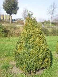 Buxus Als Pyramide (Buxus Sempervirens) -Planten Verkoopwinkel buxus semp 160 180
