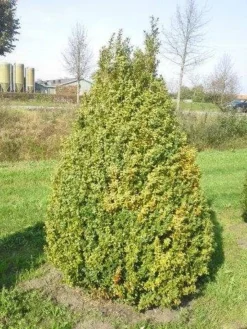 Buxus Als Pyramide (Buxus Sempervirens) -Planten Verkoopwinkel buxus semp 160 180 1