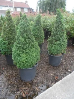 Buxus Als Pyramide (Buxus Sempervirens) -Planten Verkoopwinkel buxus sempervirens 60 80 100 c35 pyramide 1