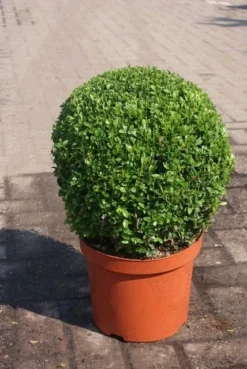 Buxusbol (Buxus Sempervirens, Bolvorm) -Planten Verkoopwinkel buxus sempervirens bol 1
