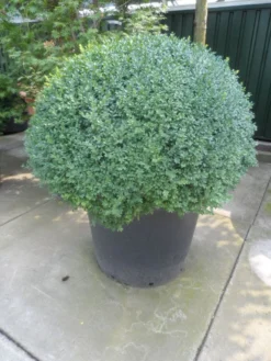 Buxusbol (Buxus Sempervirens, Bolvorm) -Planten Verkoopwinkel buxus sempervirens bol 100 120 140 c350