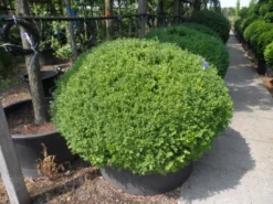 Buxusbol (Buxus Sempervirens, Bolvorm) -Planten Verkoopwinkel buxus sempervirens bol 120 140