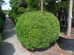 Buxusbol (Buxus Sempervirens, Bolvorm) -Planten Verkoopwinkel buxus sempervirens bol 140 160