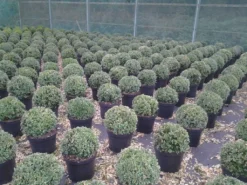 Buxusbol (Buxus Sempervirens, Bolvorm) -Planten Verkoopwinkel buxus sempervirens bol 20 25 30 c7 10