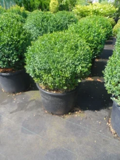 Buxusbol (Buxus Sempervirens, Bolvorm) -Planten Verkoopwinkel buxus sempervirens bol 40 50