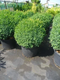 Buxusbol (Buxus Sempervirens, Bolvorm) -Planten Verkoopwinkel buxus sempervirens bol 50 60 1