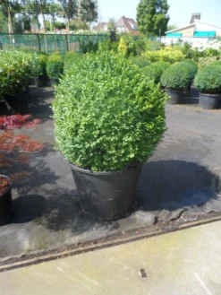 Buxusbol (Buxus Sempervirens, Bolvorm) -Planten Verkoopwinkel buxus sempervirens bol 70 80 1