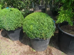 Buxusbol (Buxus Sempervirens, Bolvorm) -Planten Verkoopwinkel buxus sempervirens bol 80 90 c110