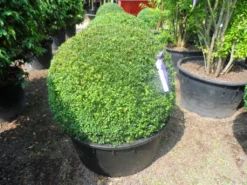 Buxusbol (Buxus Sempervirens, Bolvorm) -Planten Verkoopwinkel buxus sempervirens bol 90 100 c200 1