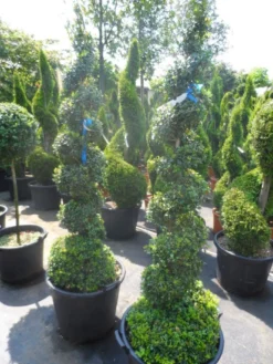 Buxus Als Spiraal (Buxus Sempervirens) -Planten Verkoopwinkel buxus sempervirens spiraal 150 175 c50 70