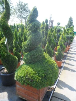 Buxus Als Spiraal (Buxus Sempervirens) -Planten Verkoopwinkel buxus sempervirens spiraal 150 175 houten bak extra dik