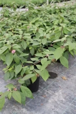 Schoonvrucht (Callicarpa Bodinieri 'Profusion') -Planten Verkoopwinkel callicarpa bodinieri profusion 2