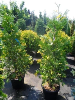 Bonte Libocedrus (Calocedrus Decurrens 'Aureovariegata') -Planten Verkoopwinkel calocedrus decurrens aureovariegata 125 150 175