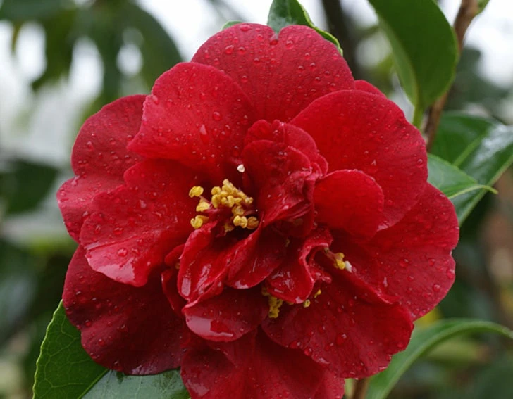Camelia Als Leivorm (Camellia Japonica 'Doctor Burnside') 1 Camelia Als Leivorm (Camellia Japonica 'Doctor Burnside')