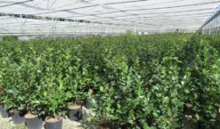 Camelia (Camellia 'Debbie') -Planten Verkoopwinkel camellia 4 1