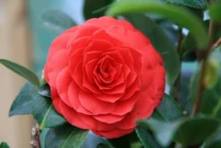 Camellia (Camellia Japonica 'Black Lace')