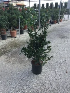 Camellia (Camellia Japonica 'Black Lace') -Planten Verkoopwinkel camellia black lace c12 2