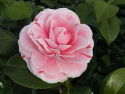 Camelia (Camellia Japonica 'Bonomiana') -Planten Verkoopwinkel camellia bonomiana