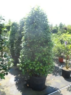 Camelia (Camellia, Rose) -Planten Verkoopwinkel camellia japonica 175 200 1 2 2