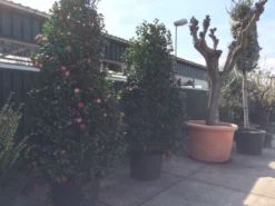 Camelia (Camellia, Rose) -Planten Verkoopwinkel camellia japonica 200 250 300 extra 1 2