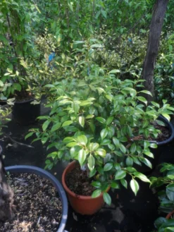 Camelia (Camellia, Rood) -Planten Verkoopwinkel camellia japonica 60 80 c20 25 2