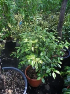 Camelia (Camellia, Rose) 18 Camelia (Camellia, Rose) -Planten Verkoopwinkel camellia japonica 60 80 c20 25 1 2