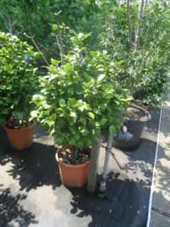 Camelia (Camellia, Rose) -Planten Verkoopwinkel camellia japonica 80 100 2