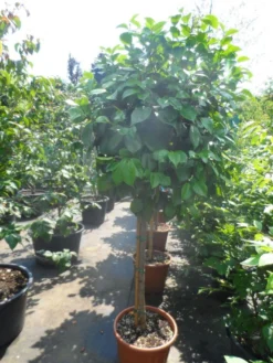 Camelia Op Stam (Camellia Japonica) -Planten Verkoopwinkel camellia japonica halfstam c35 50