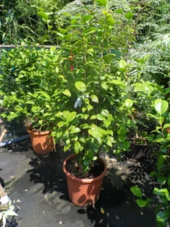 Camelia (Camellia, Rood) -Planten Verkoopwinkel camellia japonica wit 80 100 125