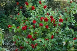 Camellia (Camellia Japonica 'Black Lace') -Planten Verkoopwinkel camellia ret. black lace 1 1