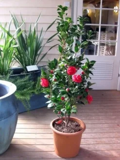 Camellia (Camellia Japonica 'Black Lace') -Planten Verkoopwinkel camellia ret. black lace 2 1