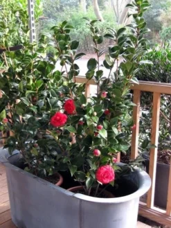 Camellia (Camellia Japonica 'Black Lace') -Planten Verkoopwinkel camellia ret. black lace 3 2