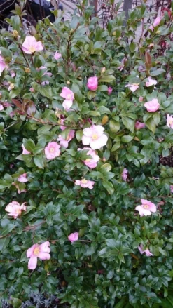 Camelia Als Bonsai (Camellia Sasanqua) -Planten Verkoopwinkel camellia sasangua 4
