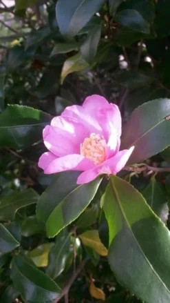 Camelia (Camellia Sasanqua) -Planten Verkoopwinkel camellia sasanqua 1