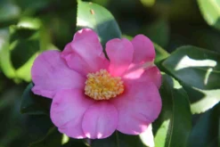 Camelia (Camellia Sasanqua) -Planten Verkoopwinkel camellia sasanqua 2 1 1