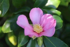 Camelia (Camellia Sasanqua) -Planten Verkoopwinkel camellia sasanqua 3 1 2