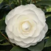 Camelia (Camellia Japonica ‘Perfection White’)