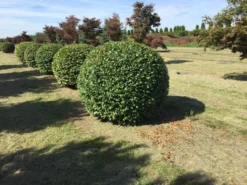Haagbeuk Als Bolvorm (Carpinus Betulus) -Planten Verkoopwinkel carpinus betulus 140 cm breed bol drkl 1